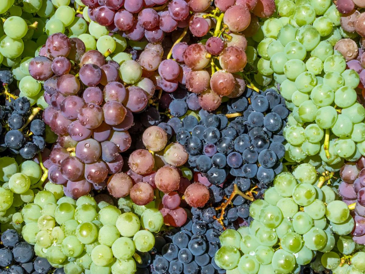 Cómo ofrecer Uvas en BLW: Guía de Cortes Seguros para evitar Atragantamientos